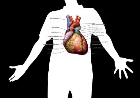 antocianinok és a szív egészsége magas vérnyomás vagy angina