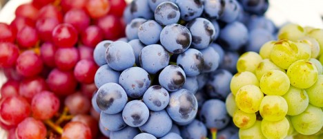Mit tehetünk a szőlő agrobaktériumos betegsége esetén? - A szőlő bakteriális rákja